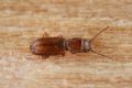 Cryptolestes fractipennis